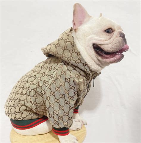 gucci dog hoodie|Gucci raincoat for dogs.